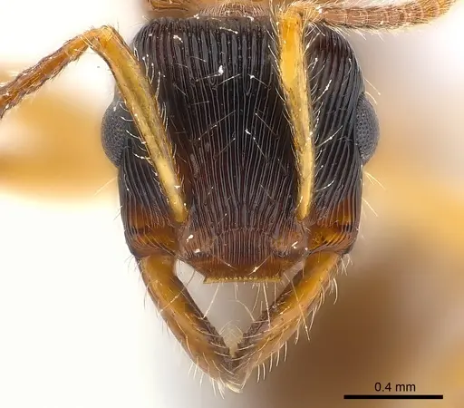 Gnamptogenys ericae specimen CASENT0179998 image casent0179998_2