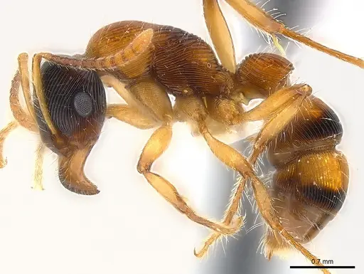 Gnamptogenys ericae specimen CASENT0179998 image casent0179998_3