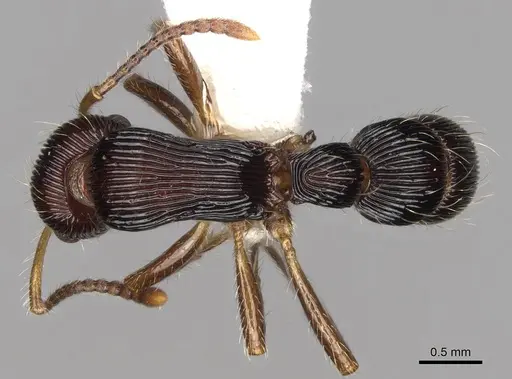 Gnamptogenys ericae specimen CASENT0281523 image casent0281523_1