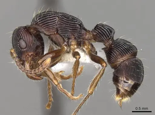 Gnamptogenys ericae specimen CASENT0281523 image casent0281523_3