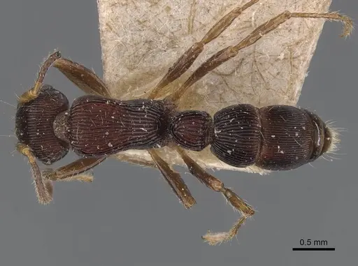 Gnamptogenys ericae specimen CASENT0907191 image casent0907191_1