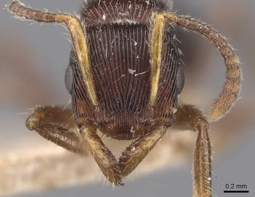 Gnamptogenys ericae specimen CASENT0907191 image casent0907191_2