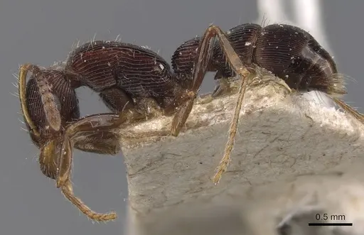Gnamptogenys ericae specimen CASENT0907191 image casent0907191_3