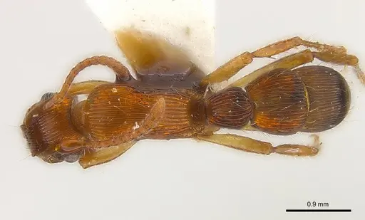 Gnamptogenys fernandezi specimen CASENT0179992 image casent0179992_1