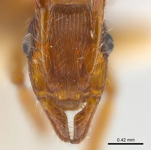 Gnamptogenys fernandezi specimen CASENT0179992 image casent0179992_2
