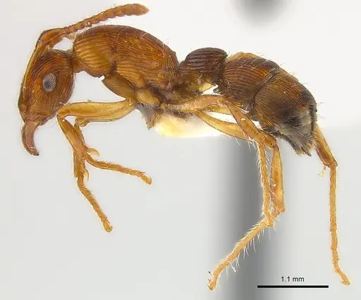 Gnamptogenys fernandezi specimen CASENT0179992 image casent0179992_3