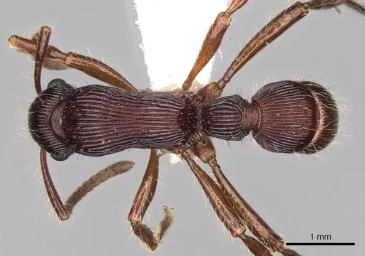 Gnamptogenys fernandezi specimen CASENT0281524 image casent0281524_1