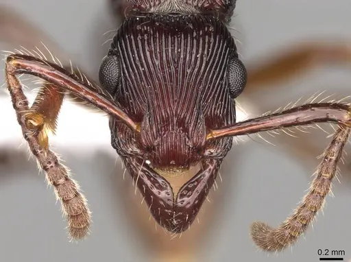 Gnamptogenys fernandezi specimen CASENT0281524 image casent0281524_2