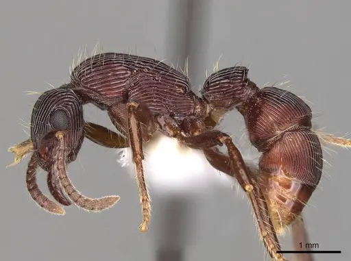 Gnamptogenys fernandezi specimen CASENT0281524 image casent0281524_3