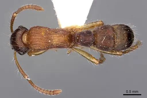 Gnamptogenys fernandezi specimen CASENT0900553 image casent0900553_1