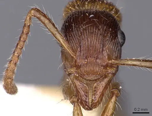 Gnamptogenys fernandezi specimen CASENT0900553 image casent0900553_2