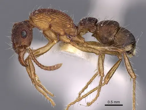 Gnamptogenys fernandezi specimen CASENT0900553 image casent0900553_3
