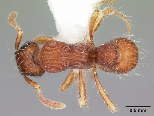Gnamptogenys hartmani specimen CASENT0104773 image casent0104773_1