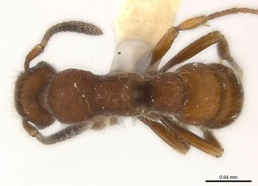 Gnamptogenys hartmani specimen CASENT0179969 image casent0179969_1