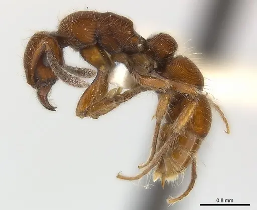 Gnamptogenys hartmani specimen CASENT0179969 image casent0179969_4
