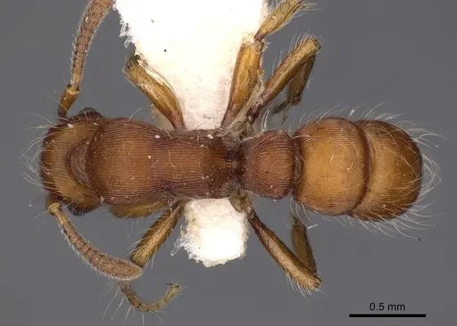 Gnamptogenys hartmani specimen CASENT0900544 image casent0900544_1