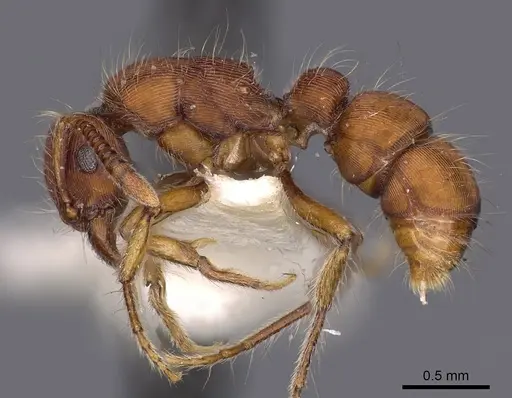 Gnamptogenys hartmani specimen CASENT0900544 image casent0900544_3