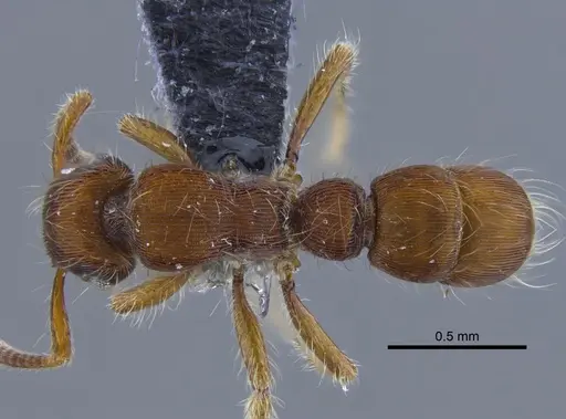 Gnamptogenys hartmani specimen CBUMAGENT41755 image cbumagent41755_1
