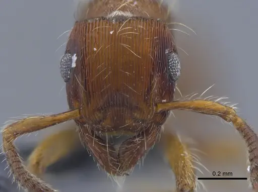 Gnamptogenys hartmani specimen CBUMAGENT41755 image cbumagent41755_2