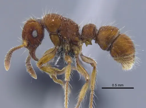 Gnamptogenys hartmani specimen CBUMAGENT41755 image cbumagent41755_3