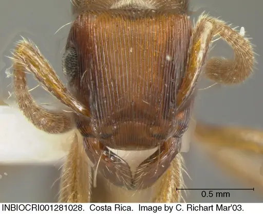 Gnamptogenys hartmani specimen INBIOCRI001281028 image inbiocri001281028_1
