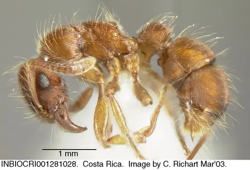 Gnamptogenys hartmani specimen INBIOCRI001281028 image inbiocri001281028_2
