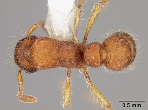 Gnamptogenys hartmani specimen USNMENT00411960 image usnment00411960_1