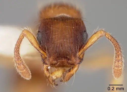 Gnamptogenys hartmani specimen USNMENT00411960 image usnment00411960_2