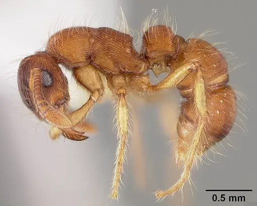 Gnamptogenys hartmani specimen USNMENT00411960 image usnment00411960_3