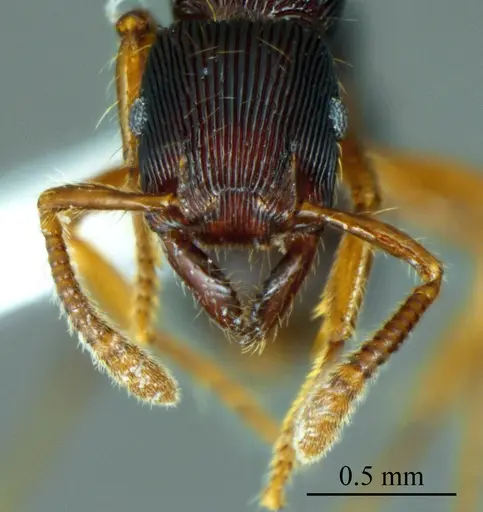 Gnamptogenys horni specimen ANTWEB1041407 image antweb1041407_1
