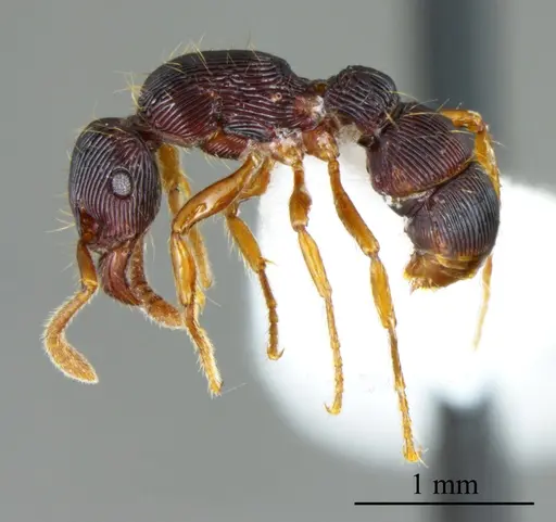 Gnamptogenys horni specimen ANTWEB1041407 image antweb1041407_2