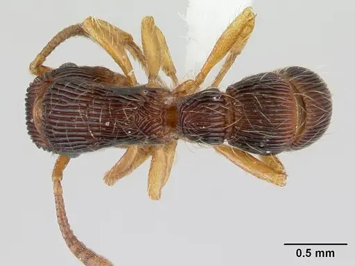 Gnamptogenys horni specimen CASENT0178678 image casent0178678_1