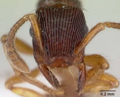 Gnamptogenys horni specimen CASENT0178678 image casent0178678_2