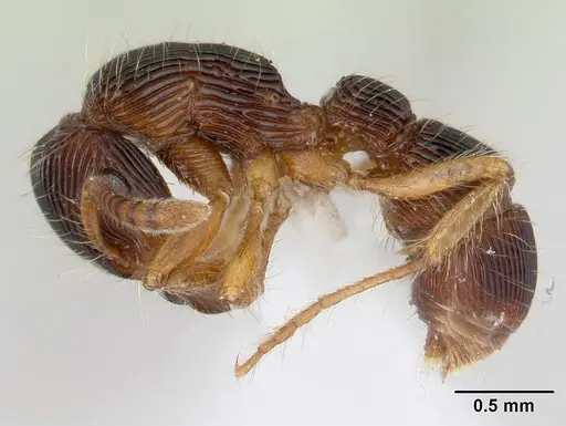 Gnamptogenys horni specimen CASENT0178678 image casent0178678_3