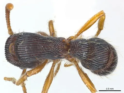 Gnamptogenys horni specimen CASENT0179987 image casent0179987_1