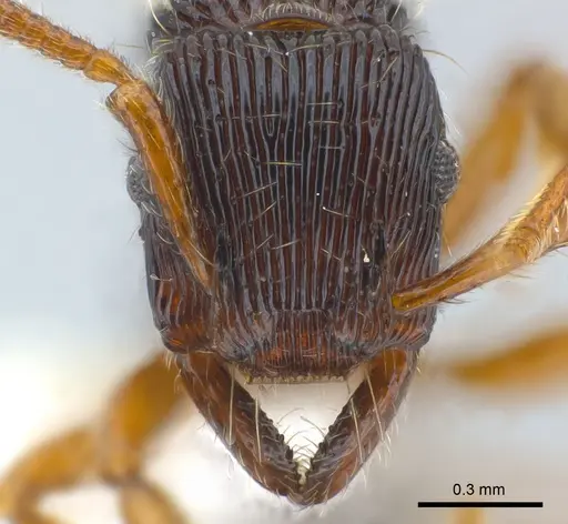 Gnamptogenys horni specimen CASENT0179987 image casent0179987_3