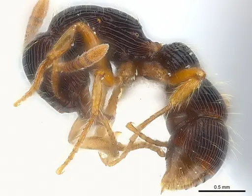 Gnamptogenys horni specimen CASENT0179987 image casent0179987_4