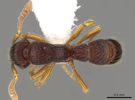 Gnamptogenys horni specimen CASENT0281528 image casent0281528_1
