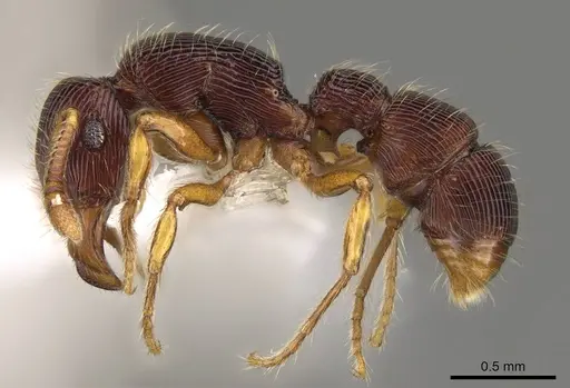 Gnamptogenys horni specimen CASENT0281528 image casent0281528_3