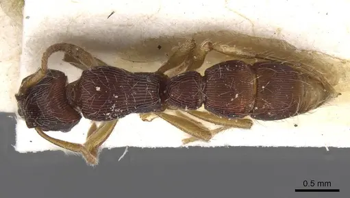 Gnamptogenys horni specimen CASENT0915115 image casent0915115_1