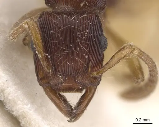 Gnamptogenys horni specimen CASENT0915115 image casent0915115_2