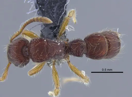 Gnamptogenys horni specimen CBUMAGENT41757 image cbumagent41757_1