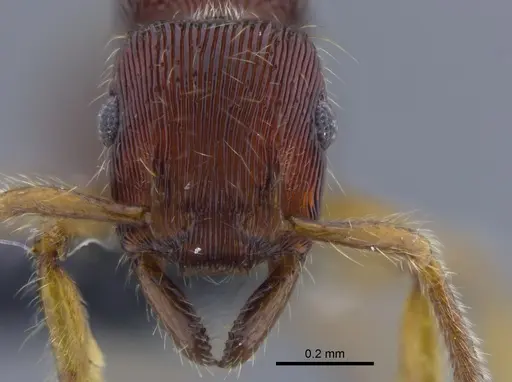 Gnamptogenys horni specimen CBUMAGENT41757 image cbumagent41757_2