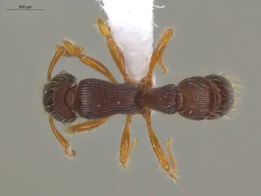 Gnamptogenys horni specimen ECOFOG-IT14-0458-05 image ecofog-it14-0458-05_1