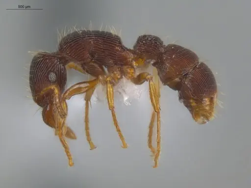 Gnamptogenys horni specimen ECOFOG-IT14-0458-05 image ecofog-it14-0458-05_3