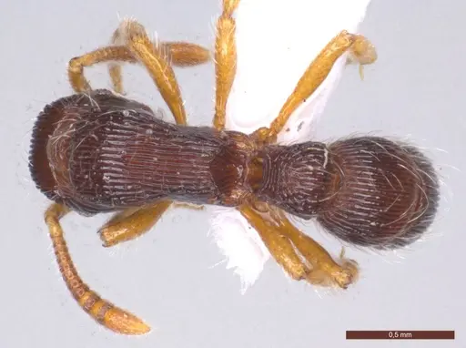 Gnamptogenys horni specimen ECOFOG-MI15-0236-17 image ecofog-mi15-0236-17_1
