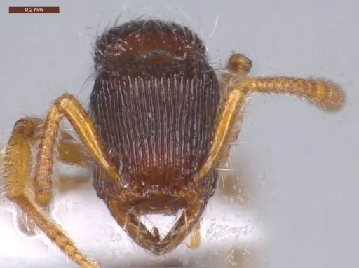 Gnamptogenys horni specimen ECOFOG-MI15-0236-17 image ecofog-mi15-0236-17_2