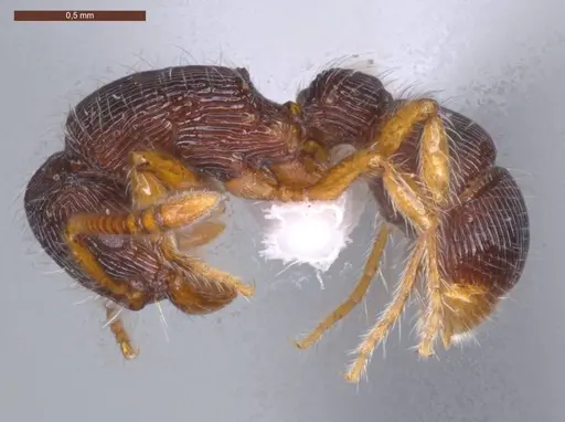 Gnamptogenys horni specimen ECOFOG-MI15-0236-17 image ecofog-mi15-0236-17_3