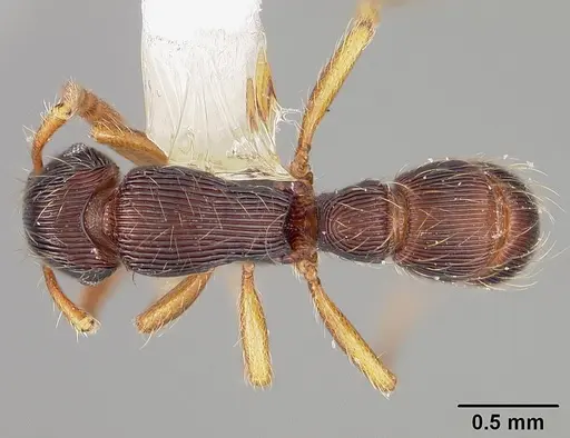 Gnamptogenys horni specimen USNMENT00441280 image usnment00441280_1