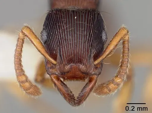 Gnamptogenys horni specimen USNMENT00441280 image usnment00441280_2